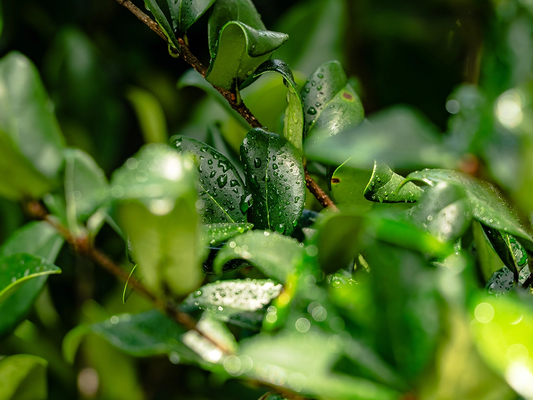 Close-up of vibrant green leaves with water droplets in a professionally maintained landscape.