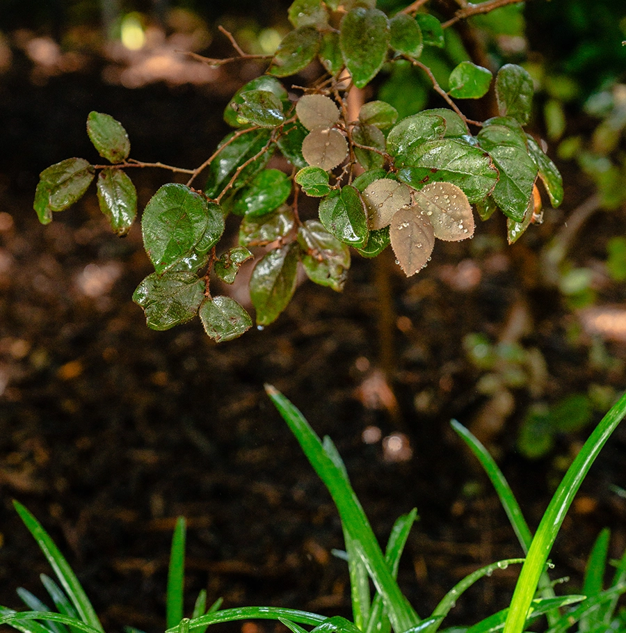 Freshly irrigated greenery showcasing vibrant plant health and professionally maintained landscaping.