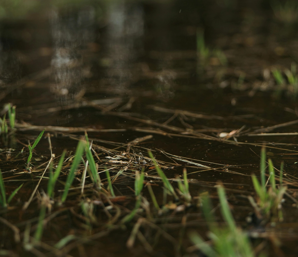 Grass lawn with standing water after rainfall in a residential landscape.