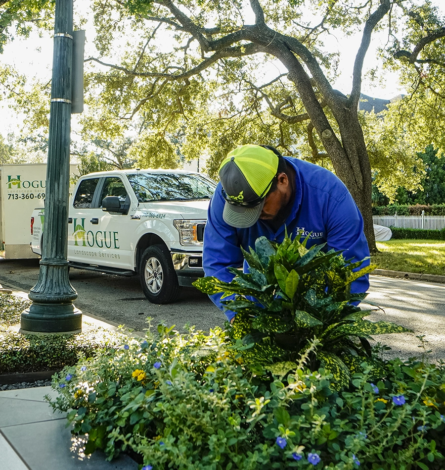 Hogue landscape maintenance Montrose Houston — historic home seasonal care