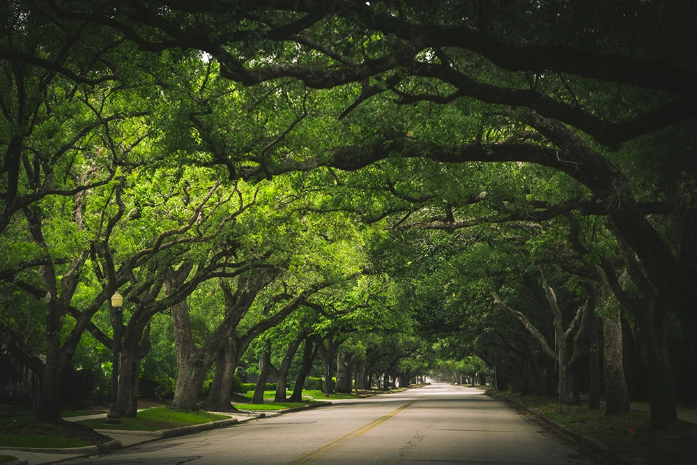 Trees For Houston — Urban Canopy Investment