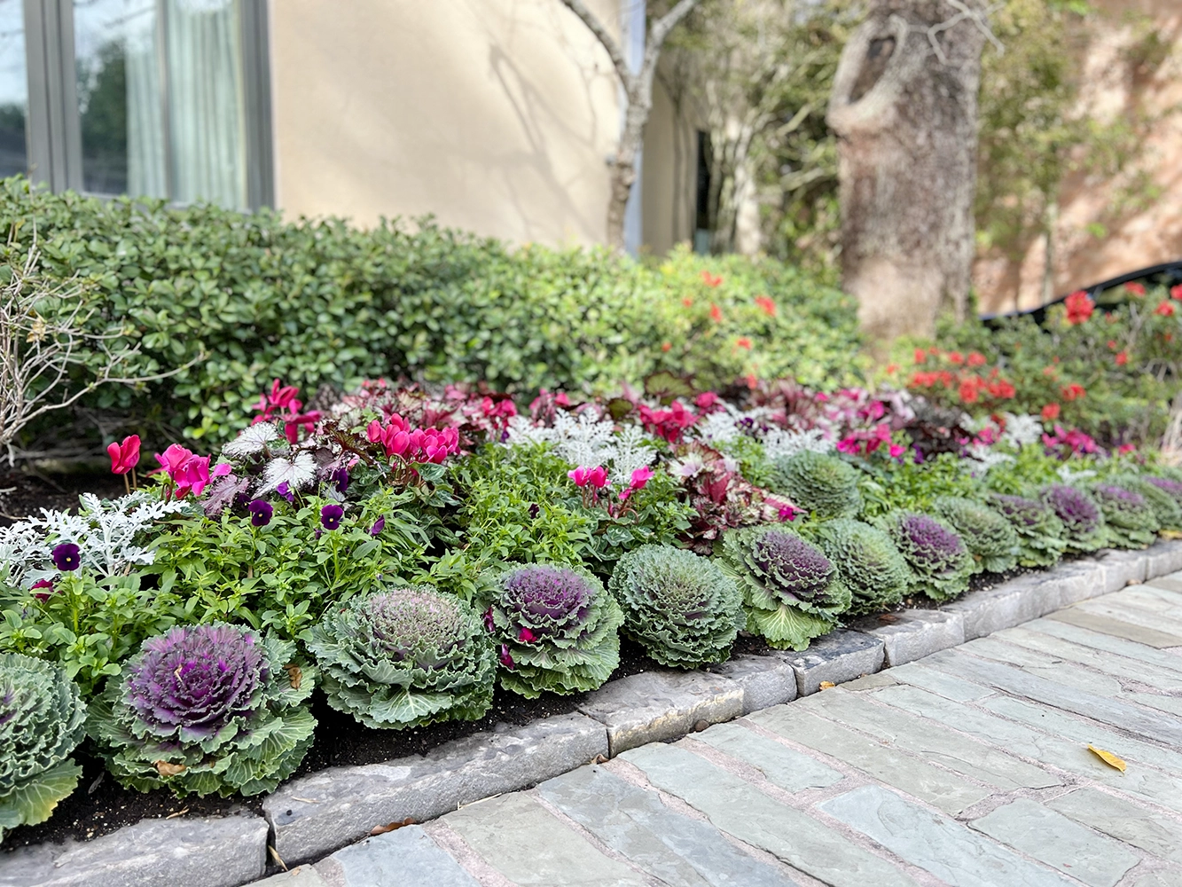 Pink blooms and ornamental kale beside a stone walkway